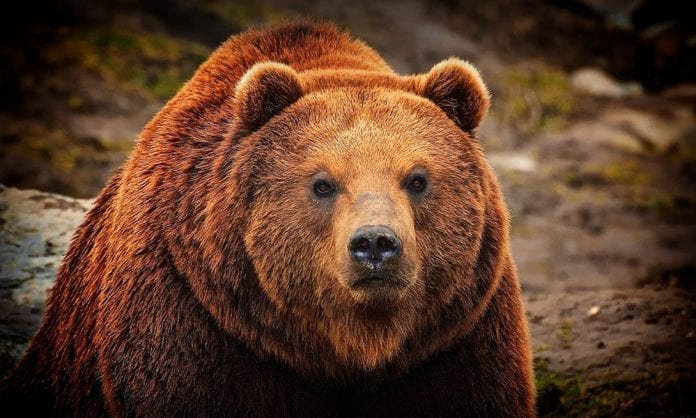 6 способов выжить при встрече с агрессивным медведем