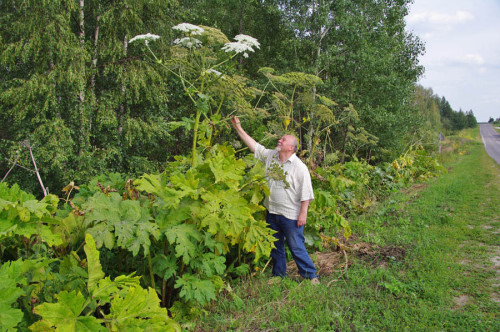 Борщевик Сосновского — опасное растение