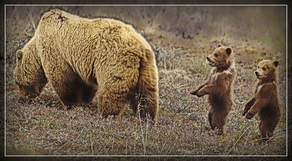 Что делать при встрече с медведем