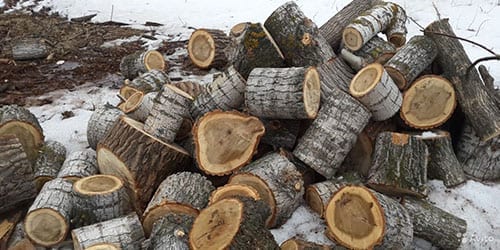 Горение дров из разных пород дерева
