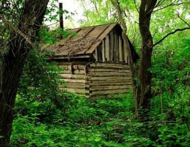 Бревенчатый домик в густом лесу - идеальное убежище отшельника
