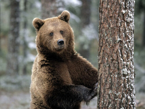Как выжить при встрече с медведем