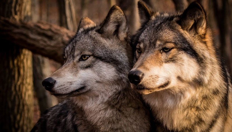 Как выжить при встрече с волками