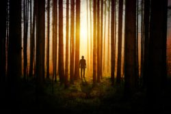 Как выжить в лесу, если заблудился? Топ 7 базовых советов