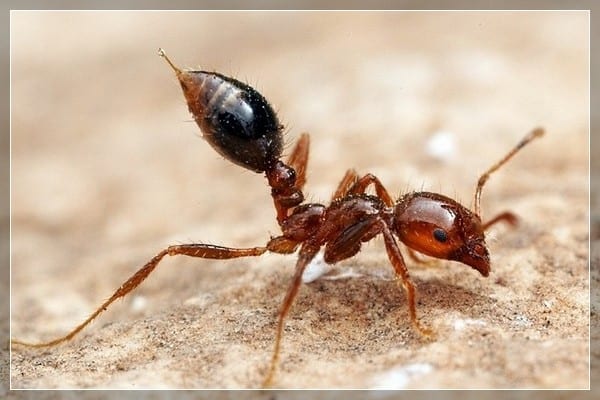 Кошмар арахнофоба: Топ-5 насекомых с самыми болезненными укусами