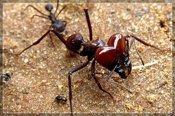 Кошмар арахнофоба: Топ-5 насекомых с самыми болезненными укусами