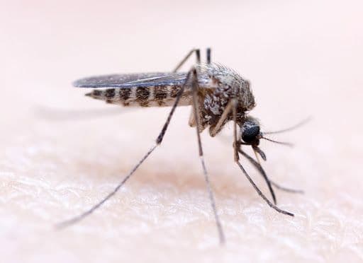 Семь убийственных ароматов против комаров
