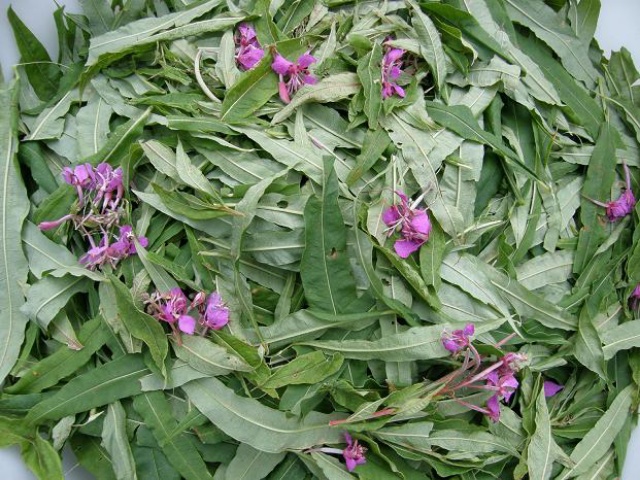листья и цветки иван-чая, заготовка и ферментация